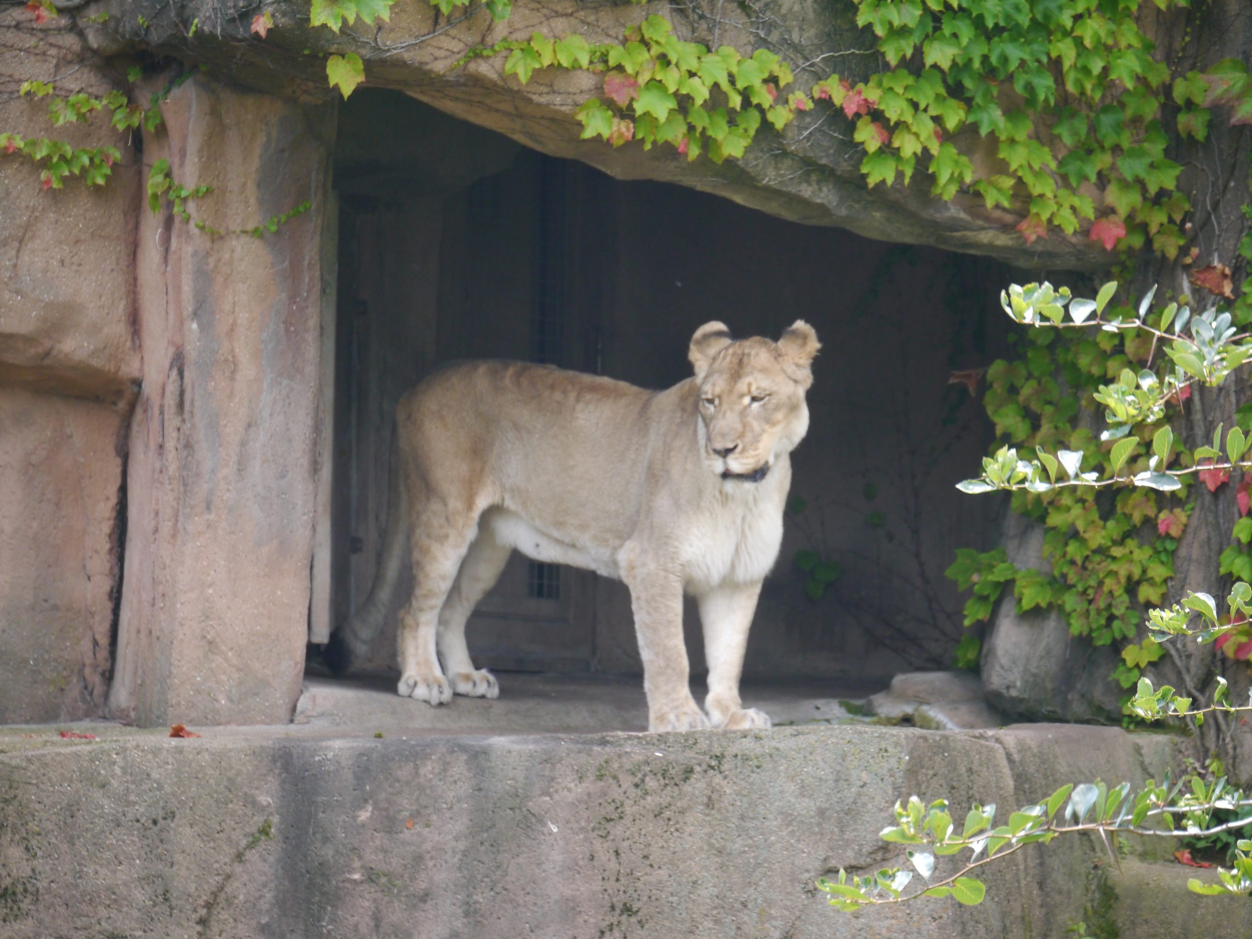 A lion at the Lincoln Park Zoo in Chicago