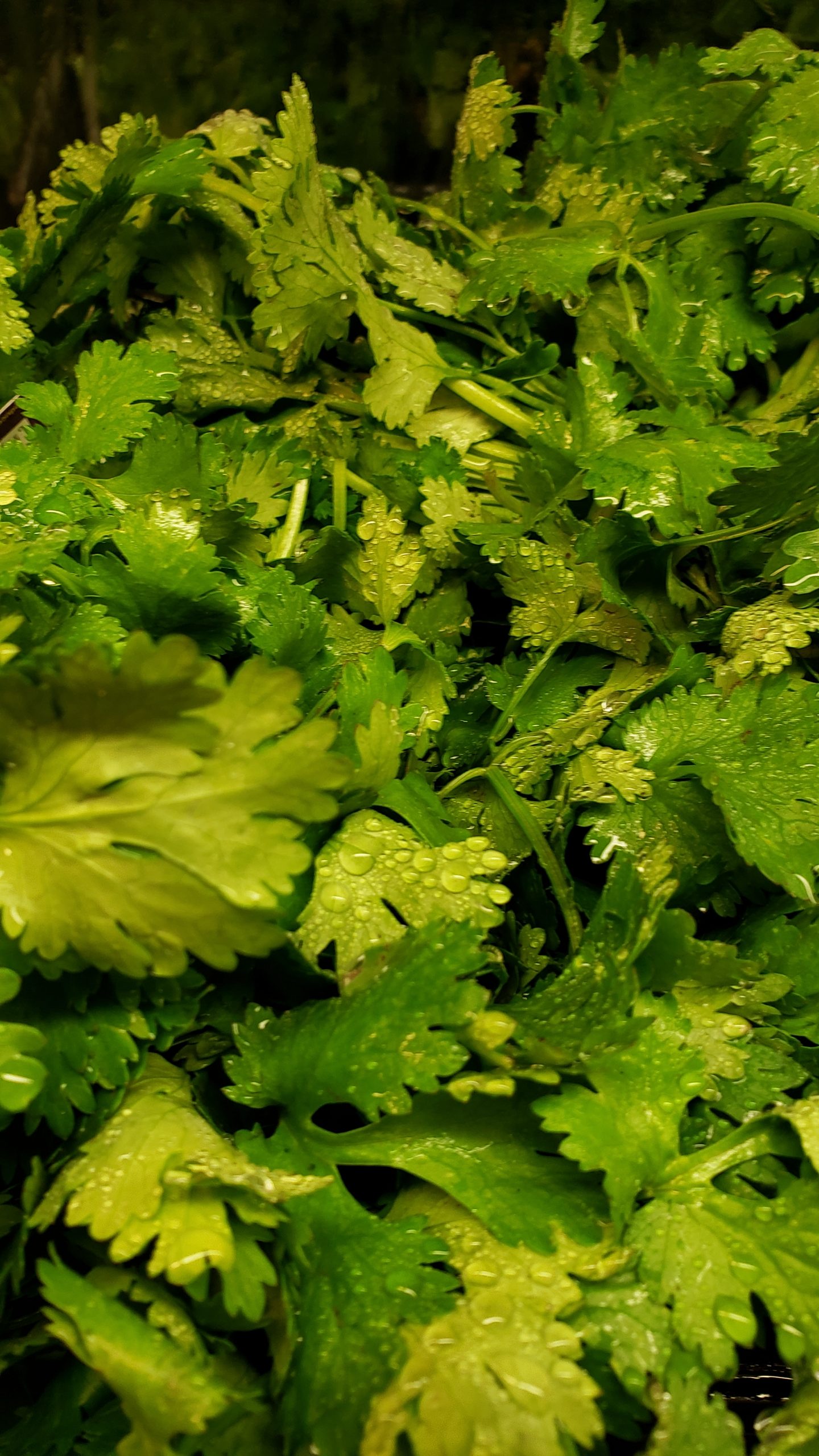 Coriander
