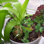 plant potted in soil