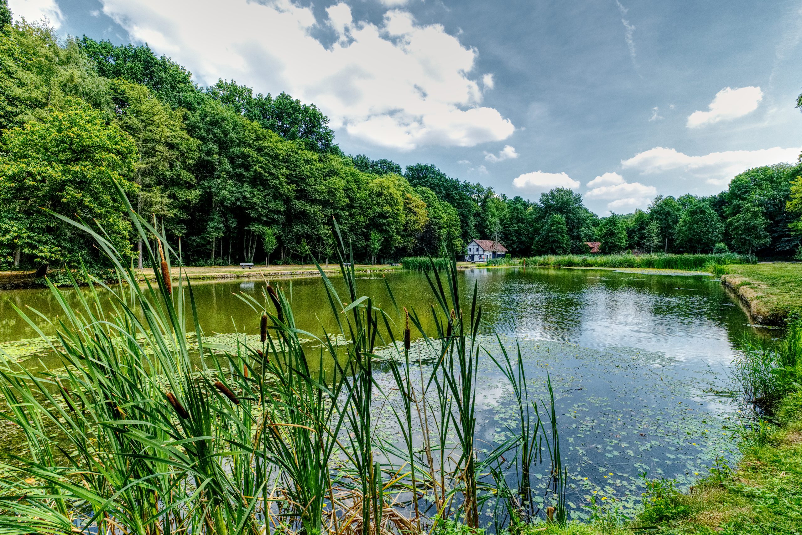 Pond with trees and grass around it