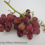 bunch of red grapes