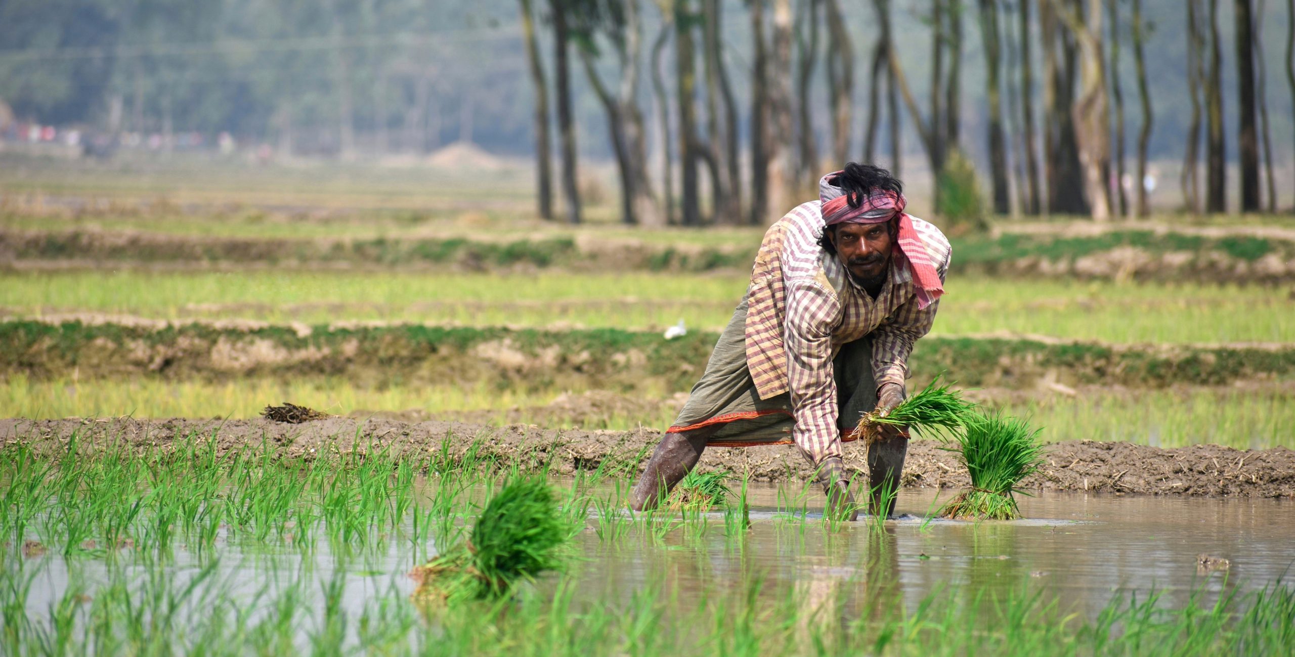 A farmer in Brown and White Stripe Long Sleeve Shirt working in his farm.